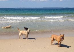 Beach Adventure Doggie Daycare Rover All Over